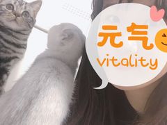 -团子家猫咪猫咖馆·柯基·柯尔鸭