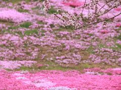 -棒棰岛宾馆景区