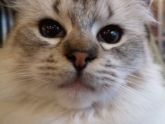 -猫的茶·猫咖