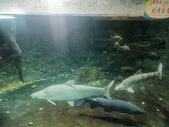-嘉兴海底世界