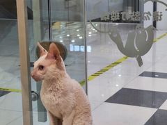 -猫域·湾主题猫咖·宠物吧(南坪城市广场店)