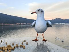 -海埂大坝