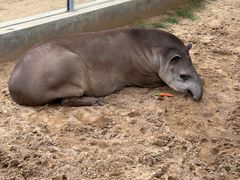-西霞口神雕山野生动物世界