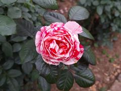 -人民公园(罗湖区)