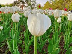 -长春公园(普阳街道)