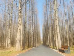 -东平国家森林公园
