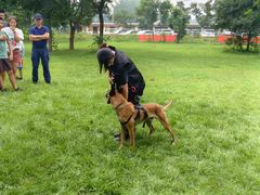 -北京京卫宠物寄养训练中心