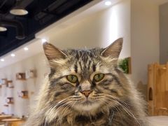 -藏猫猫咖啡主题馆(中央大道店)