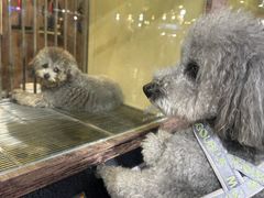 -宠物世家(仲盛世界商城店)