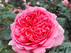 -人民公园(罗湖区)