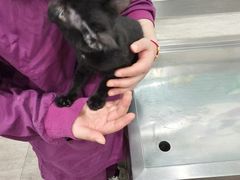 -暖阳宠物医院·犬猫康复中心·骨科