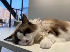 -怪兽屋·羊驼·猫咖·狗咖(俊华广场店)