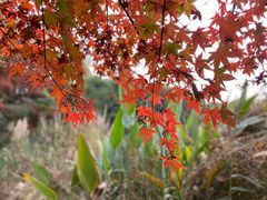 -昆山城市生态森林公园