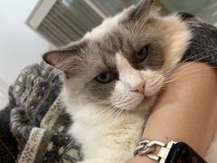 -是阿柴呀！柴犬咖啡·爱喵喵猫咖