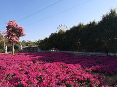 -广东花都香草世界旅游度假区
