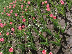 -长春公园(普阳街道)