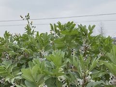 -合肥滨湖国家森林公园