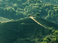 -龙坞茶村