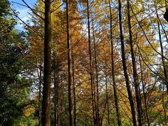 -四川师范大学（成龙校区）-图书馆