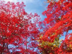 -西芳寺(苔寺)
