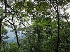 -黄埔油麻山森林公园