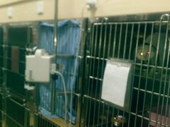 -创凡宠物医院·骨专科  猫科中心(西乡分院)