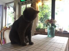 -海边的猫和咖啡馆