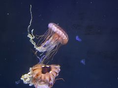 -聊城海底世界