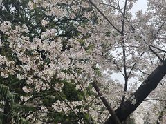 -武汉大学-樱园