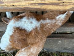 -乌村