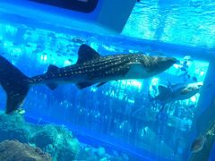 -成都浩海立方海洋公园