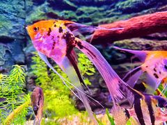-上海海洋水族馆