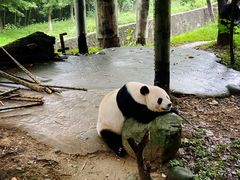 -都江堰中华大熊猫苑