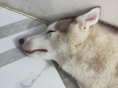 -星多哈·狗咖·拼豆·咖啡
