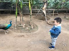 -呀路古热带植物园