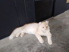 -瞄一喵猫咖(格力海岸店)