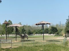 -合肥野生动物园