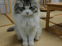 -柴迷FANS CLUB·柴犬狗咖·猫咖