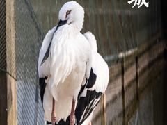 -盐城丹顶鹤湿地生态旅游区