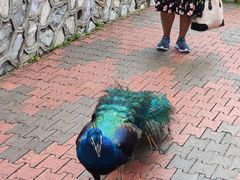 -吉隆坡雀鸟公园
