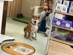 -瑞鹏宠物医院·宠保定点·心脏科·内科(御桥分院)
