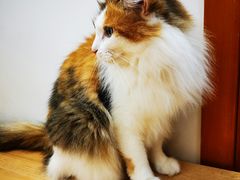 -是阿柴呀！柴犬咖啡·爱喵喵猫咖