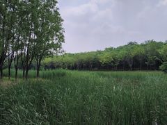 -东郊湿地公园