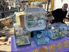 -中环花鸟鱼虫市场