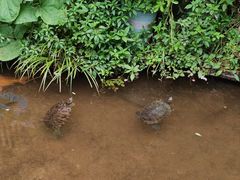-雅安上里古镇