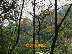 -火炉山森林公园