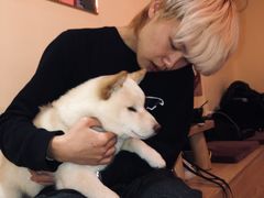 -喜柴咖啡·柴犬狗咖