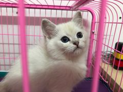 -袖虎·猫馆(体育西路店)