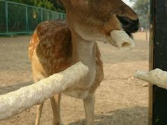 -北京麋鹿生态实验中心