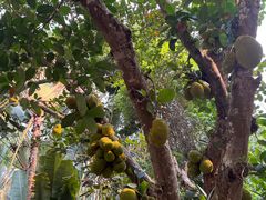 -中国科学院西双版纳热带植物园